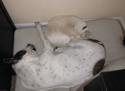 Adriana abriendo la caja del difusor PawZen junto a su perro
